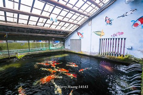 佳河錦鯉園|【桃園市龍潭區】佳河錦鯉園＆三和青創基地｜繞山花多肉食堂｜ 